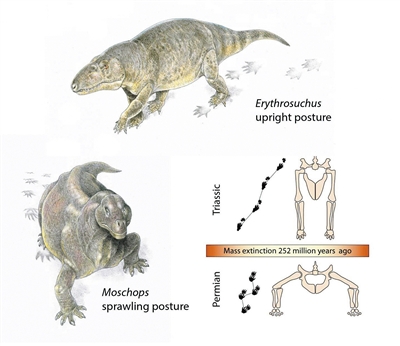 二叠纪末期到三叠纪大灭绝发生前后，大多数爬行动物从四肢伸展的姿势变成直立行走。图片来源：物理学家组织网